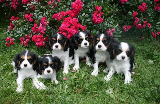 De La Forêt De Caberg - Cavalier King Charles Spaniel - Portée née le 05/05/2012