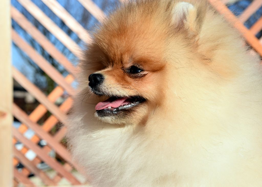 Ocus pocus fidibus dit merlin De La Forêt De Caberg